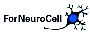 Bayerischer Forschungsverbund Adulte Neurale Stammzellen